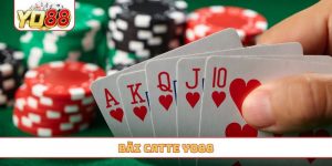 bài catte yo88