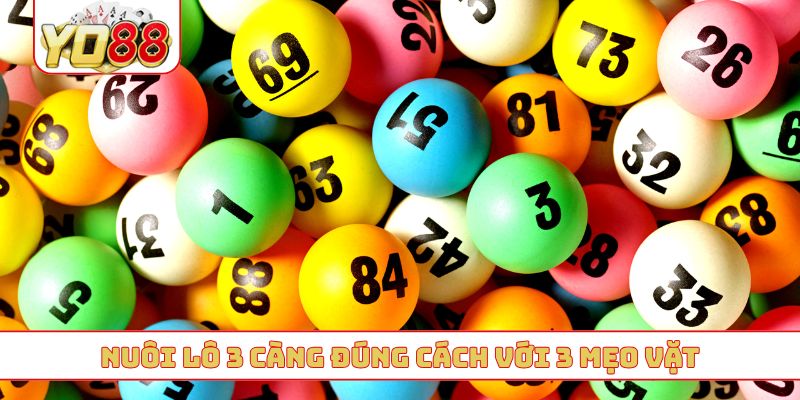 Nuôi lô 3 càng đúng cách với 3 mẹo vặt